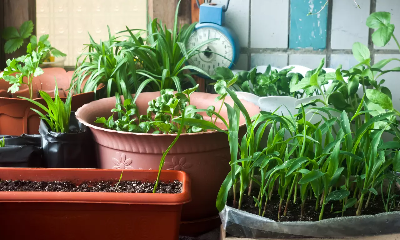 10 kitchen gardening tips so you can eat your greens and grow them too 10 kitchen gardening tips so you can eat your greens and grow them too